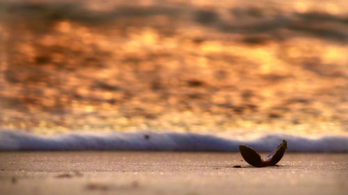 Close-up of bird against blurred water