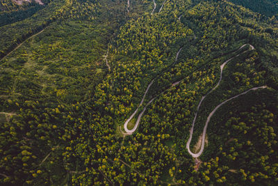 High angle view of road amidst trees