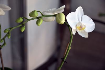 Close-up of white flowers blooming outdoors