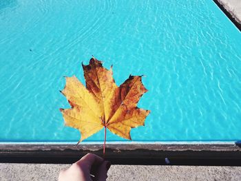 Close-up of hand on maple leaf against swimming pool