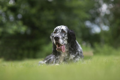 Dog english setter