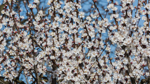 Full frame shot of white flowers