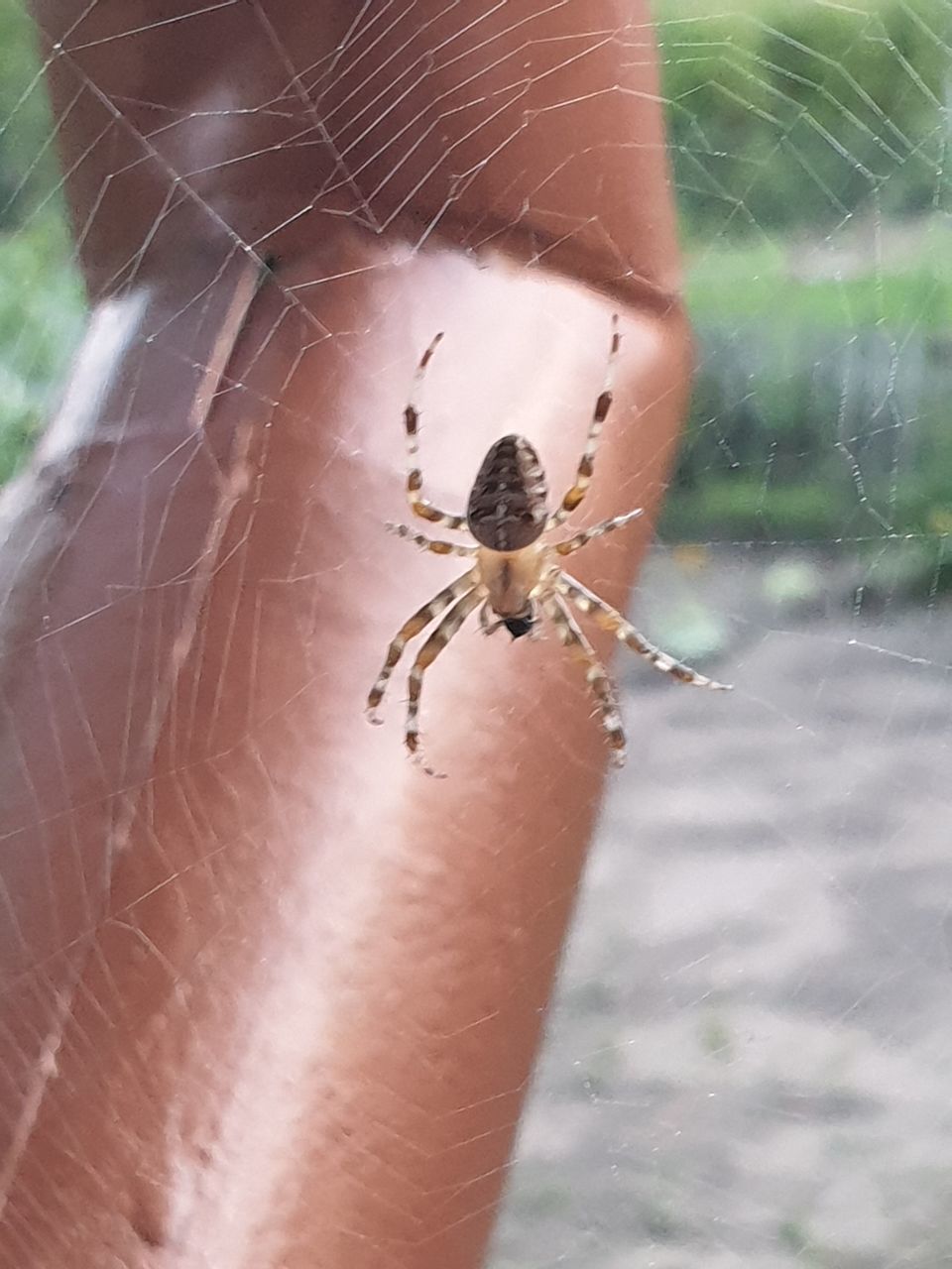 CLOSE-UP OF SPIDER ON HANDS