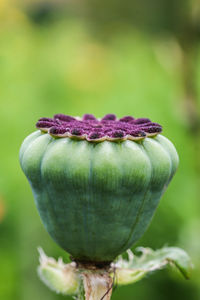 Close-up of tomato on field