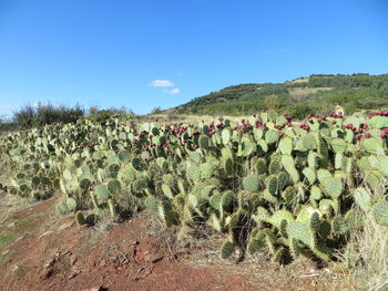 Plants growing on field against sky