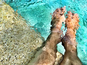 Close-up of swimming underwater