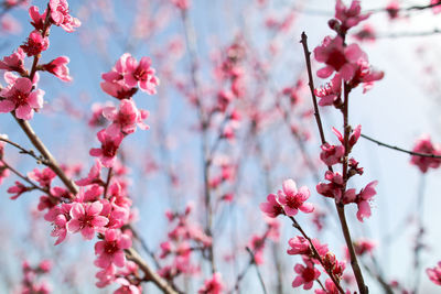 Close-up of pink cherry blossom