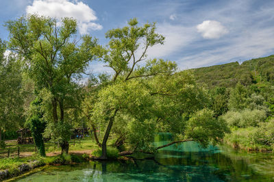 Trees by lake against sky