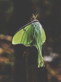 Close-up of insect on leaf