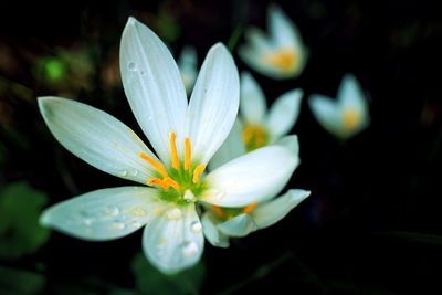 Close-up of fresh flower blooming in nature