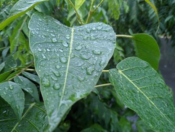 Close-up of wet leaves on rainy day