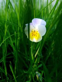 Close-up of yellow flower on field