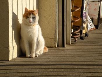 Portrait of cat