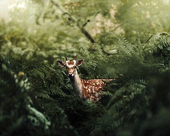 Portrait of a young fallow deer in a forest