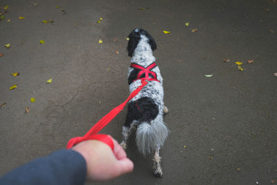 High angle view of dog hand on street