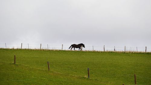 Horse at horizon grazing in field