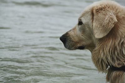 Close-up of dog looking away