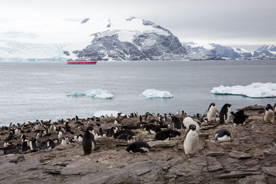 Penguins at frozen sea