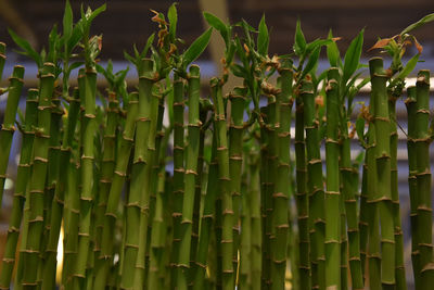 Full frame shot of bamboo plants