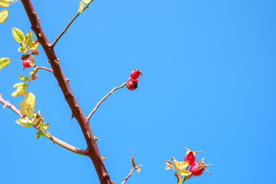 Low angle view of red flowering plant against blue sky