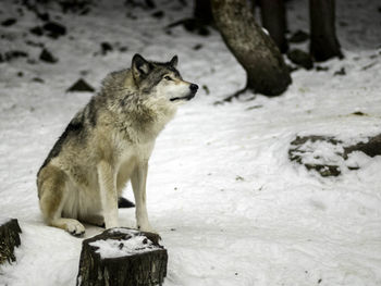 Close-up of wolves on snow