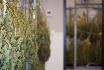 Close-up of potted plant for sale