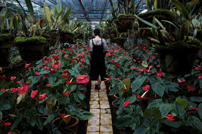 Rear view of man standing in greenhouse