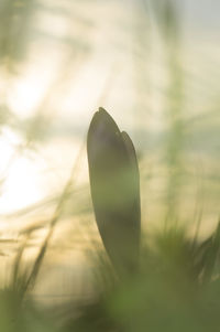 Close-up of plant