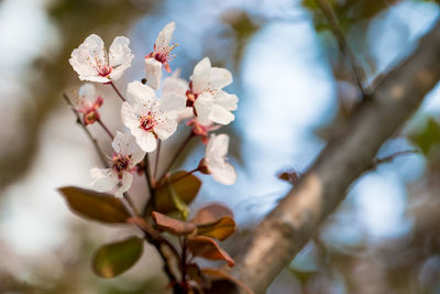 Close-up of cherry blossoms blooming outdoors