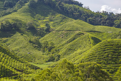 Scenic view of green landscape