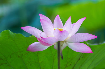 Close-up of purple water lily