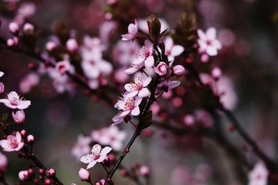 Close-up of pink cherry blossoms in spring