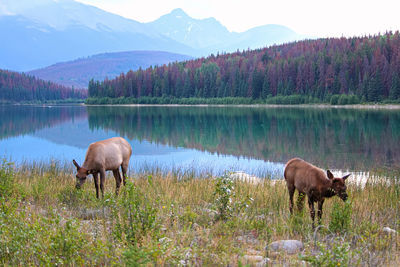 An elk and her calf graze with the rocky mountains in the background.