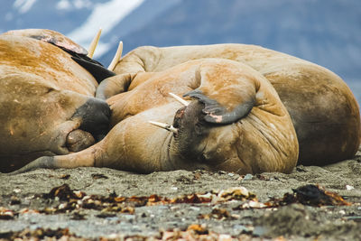 Close-up of walruses lying on rock