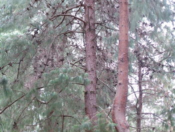 View of trees in forest