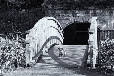 Dog on footbridge