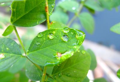 Close-up of raindrops on leaves