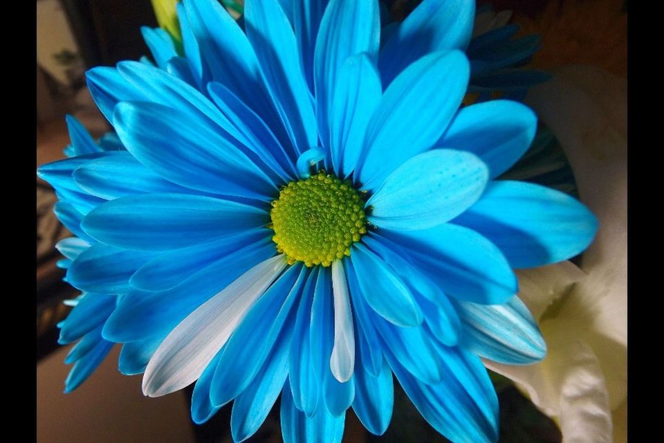 flower, petal, purple, flower head, freshness, blue, fragility, close-up, pollen, beauty in nature, blooming, nature, single flower, high angle view, focus on foreground, growth, indoors, no people, daisy, yellow