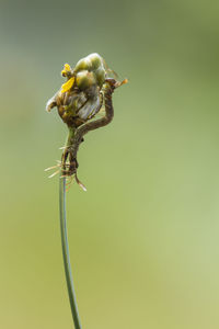 Close-up of insect on yellow flower