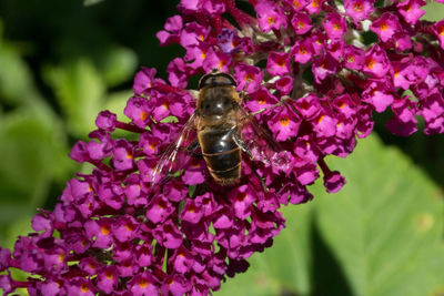 Close-up of insect on pink flower