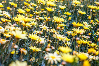 Close-up of yellow flowering plants on field