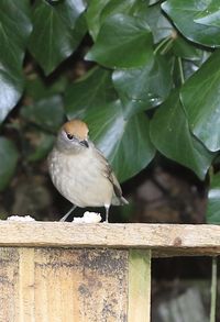 Close-up of bird perching on railing
