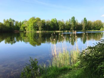 Scenic view of lake in forest against sky