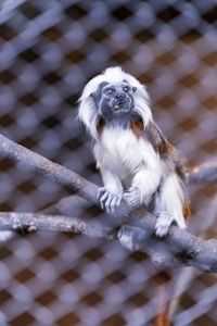 White hair encircling head