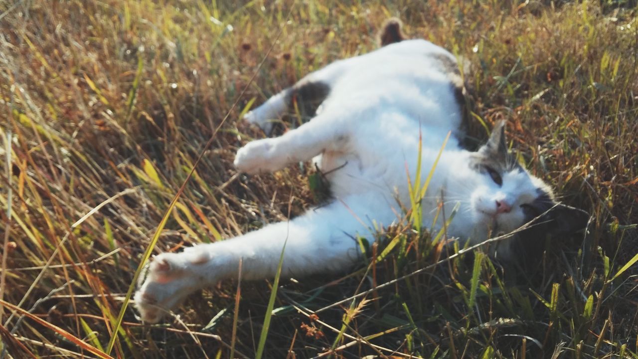 animal themes, animal, mammal, grass, pets, domestic, plant, domestic animals, one animal, field, vertebrate, land, cat, domestic cat, feline, nature, no people, day, relaxation, high angle view, whisker