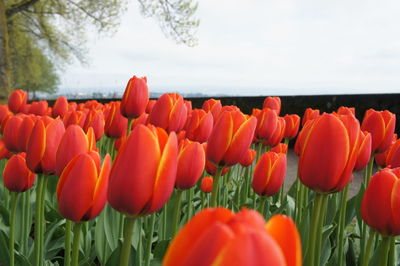 Close-up of tulips growing in field