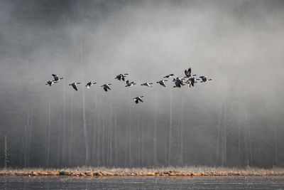 Birds flying in the sky