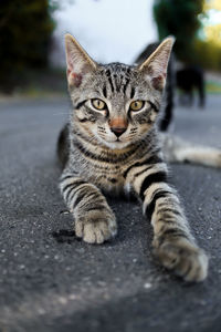 Beautiful cat lying on the street