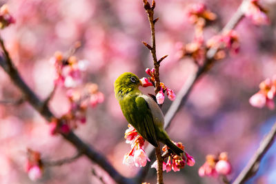 Cherry blossoms in spring