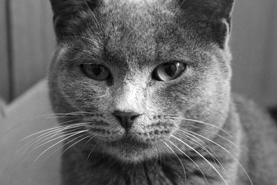 Close-up portrait of cat